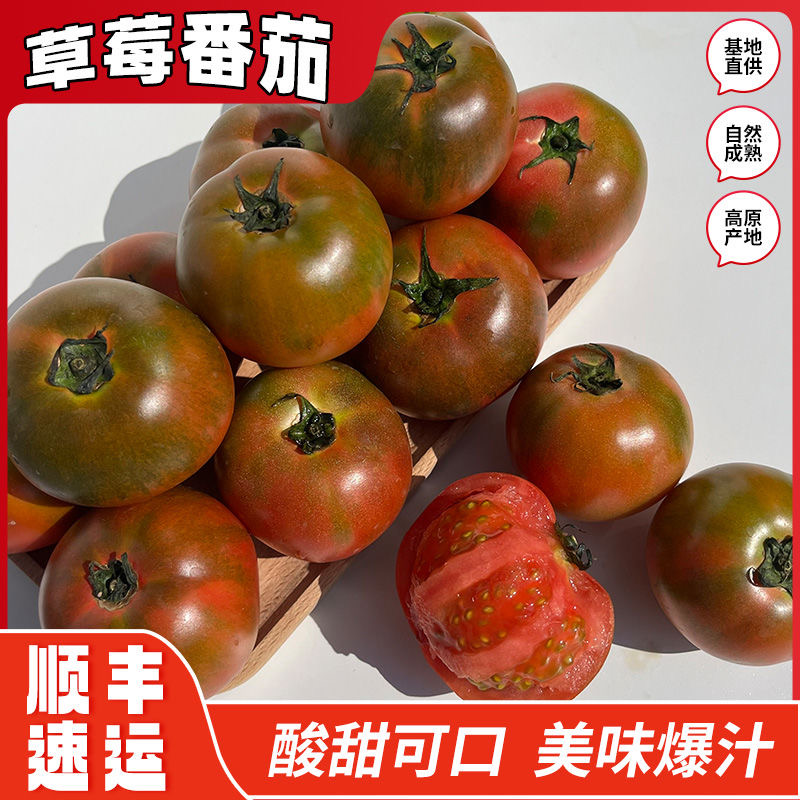 【草莓番茄】沙瓤西红柿攀枝花露天种植自然成熟新鲜采摘坏果包赔