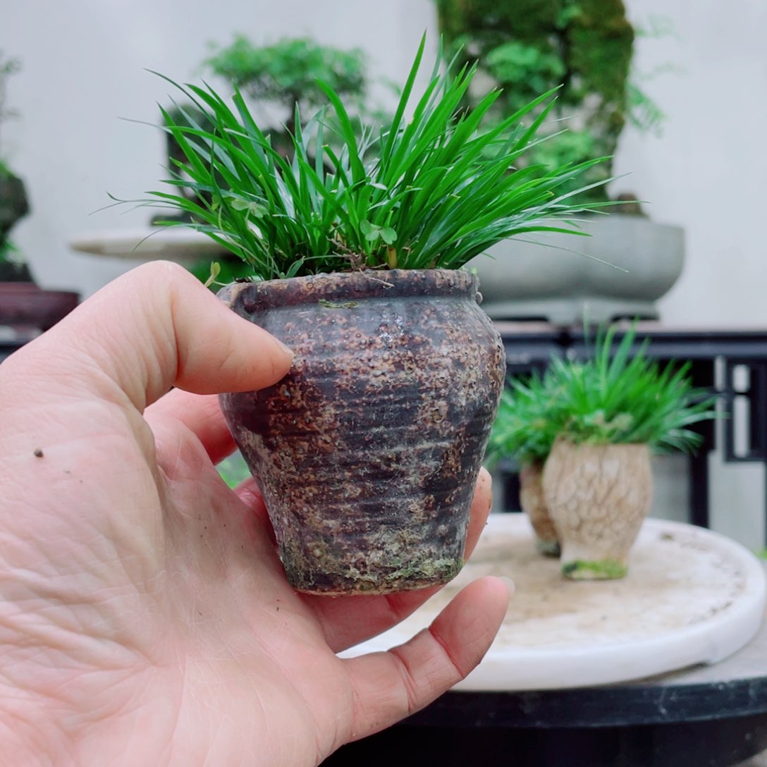 无铅玻璃惊*铁线蕨铁线蕨铁线蕨