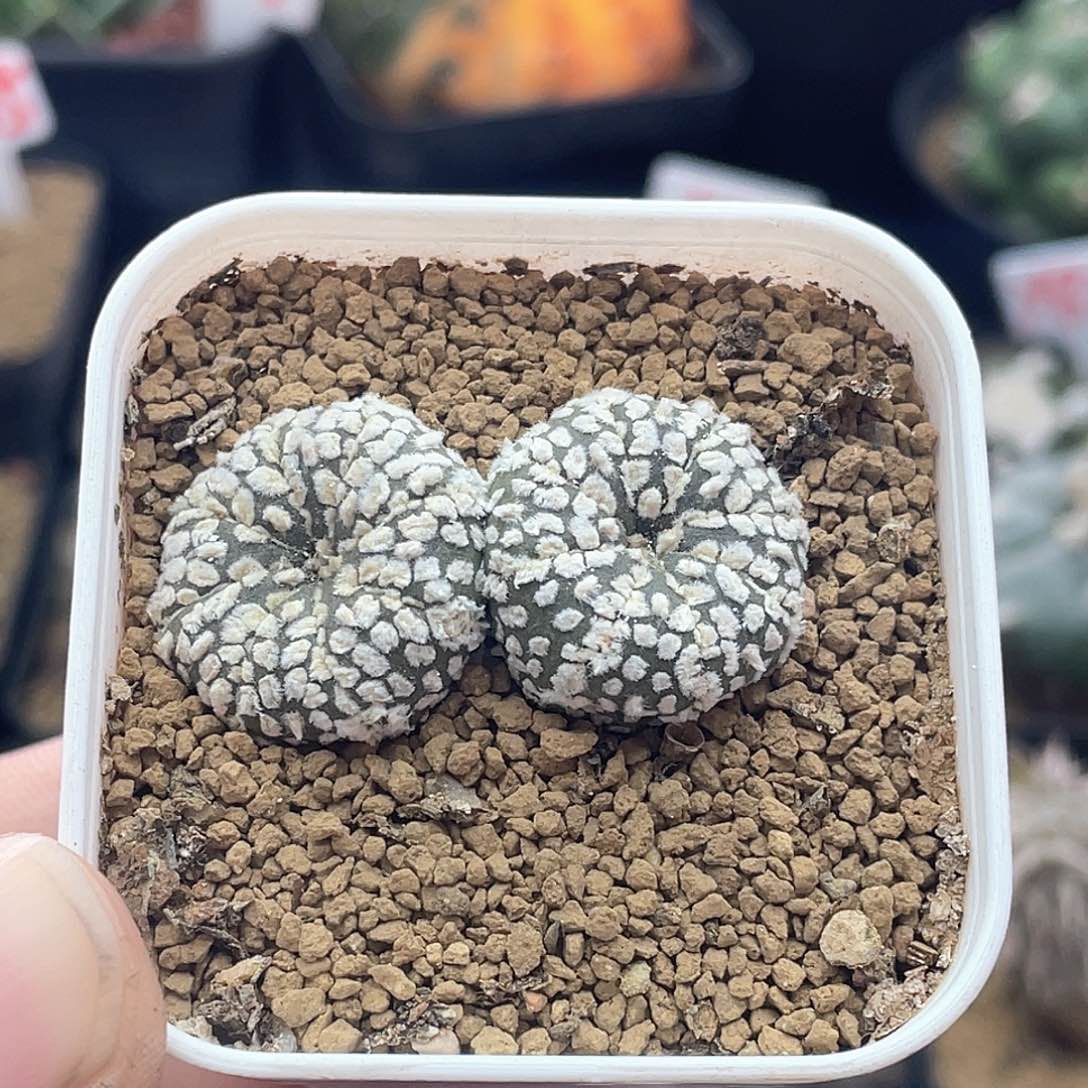 实生双头雪花超兜仙人球