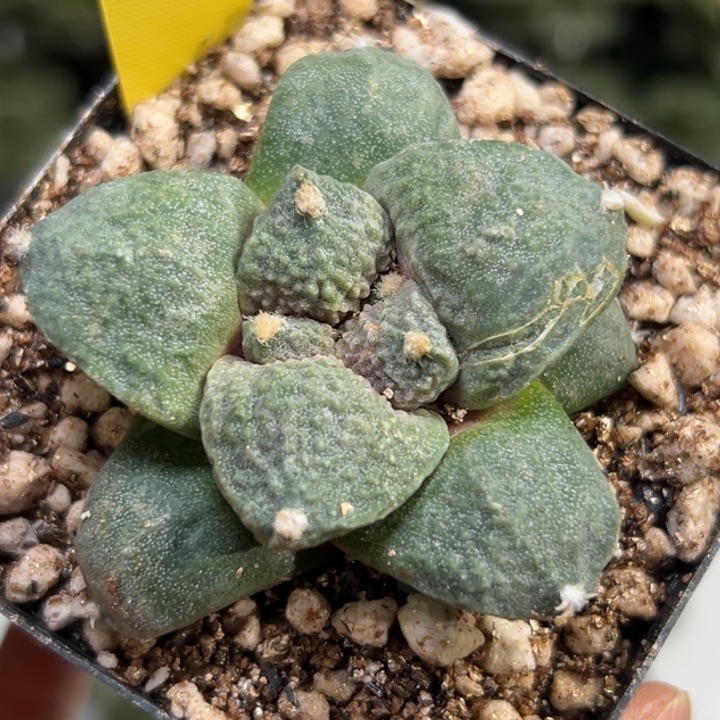 213仙人球的故事是