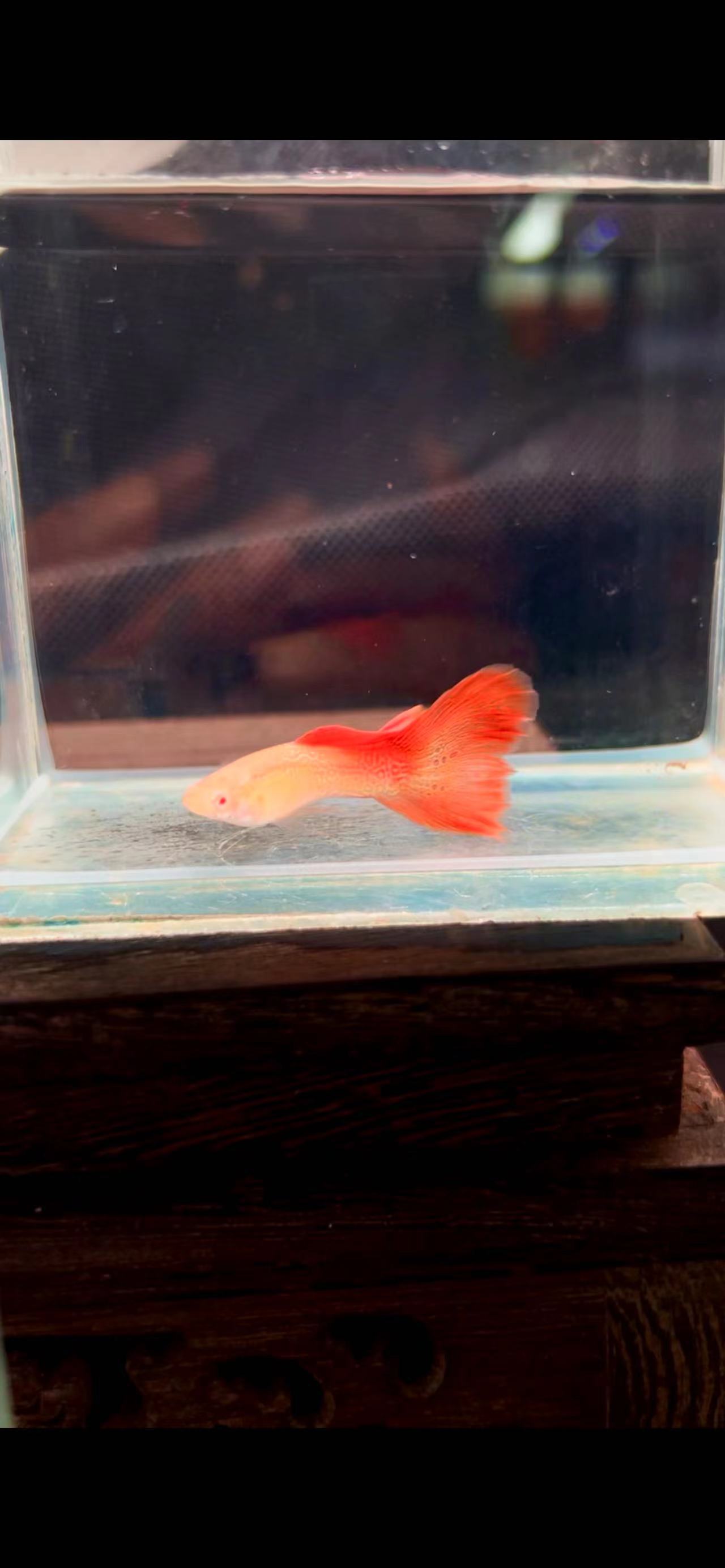 精品赛级红雷丝孔雀鱼全国可发顺丰完整开箱视品报损入缸不包损