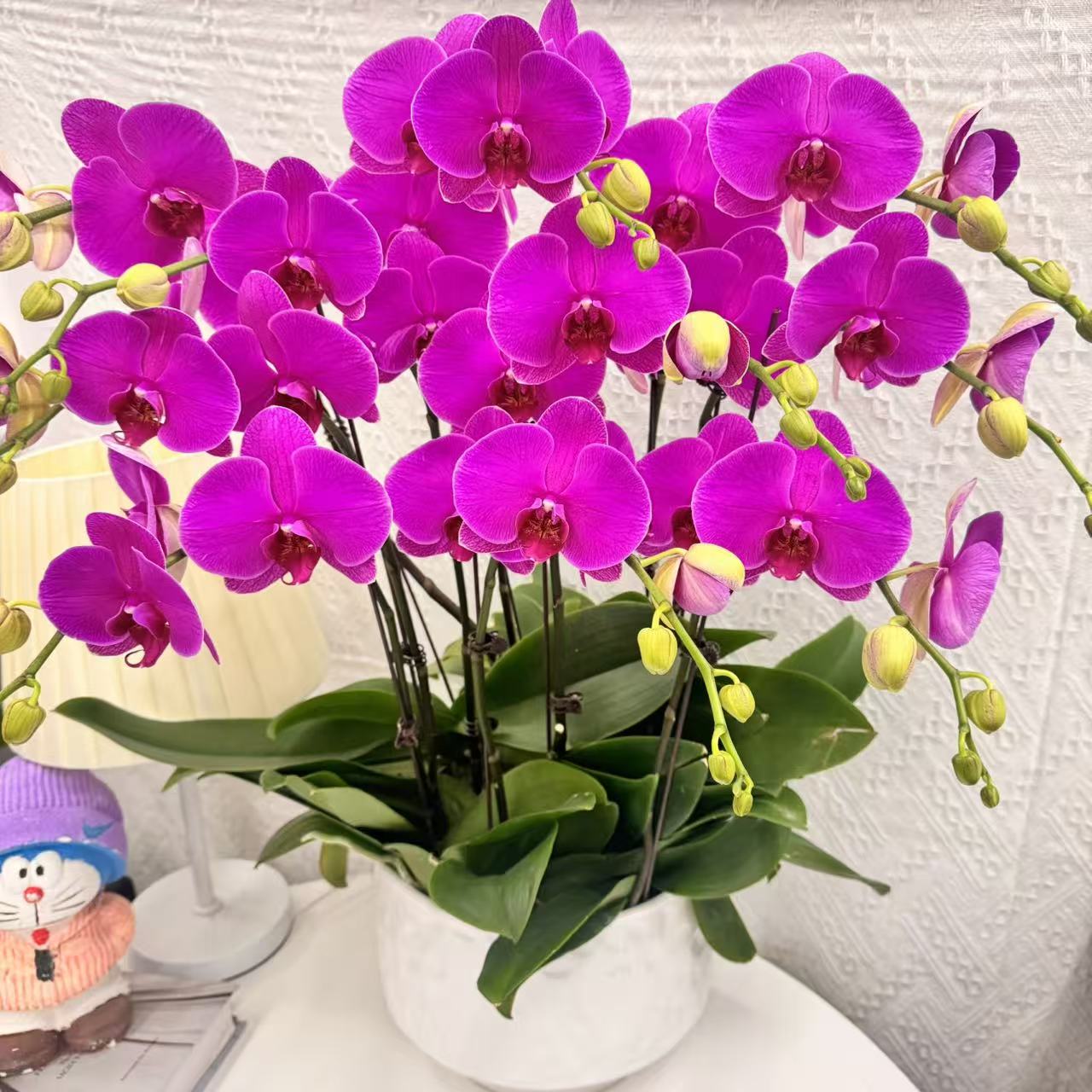 蝴蝶兰【恭喜发财】年宵紫红色系带精致组盆鲜花绿植送礼带花花苞