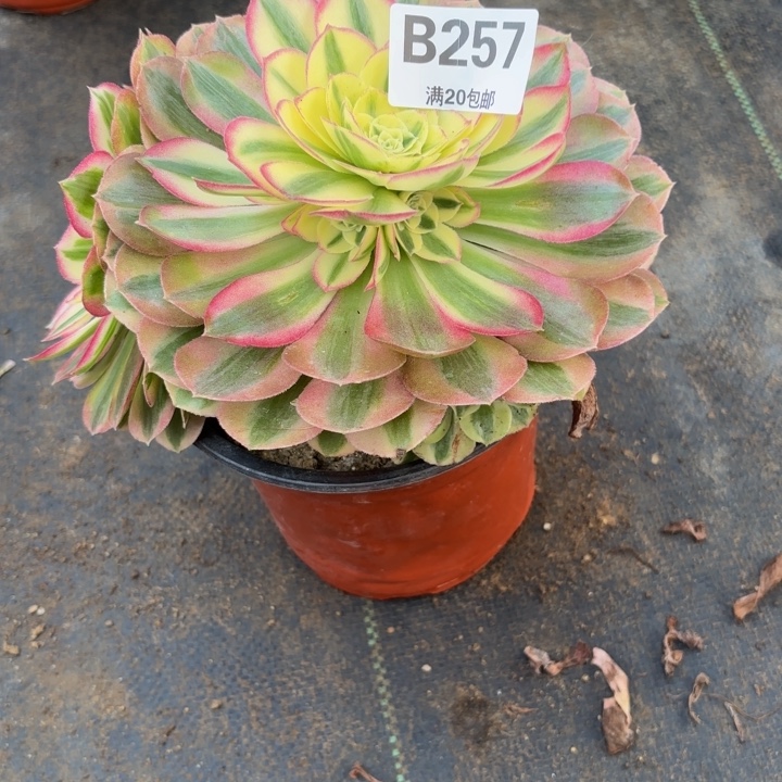 瑞妈，，。。。。257绿体，