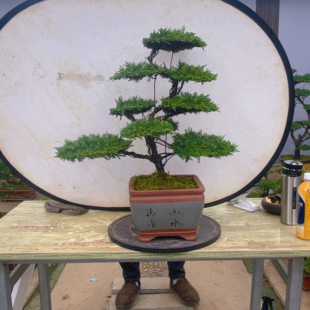 盆景龙爪松造型盆景