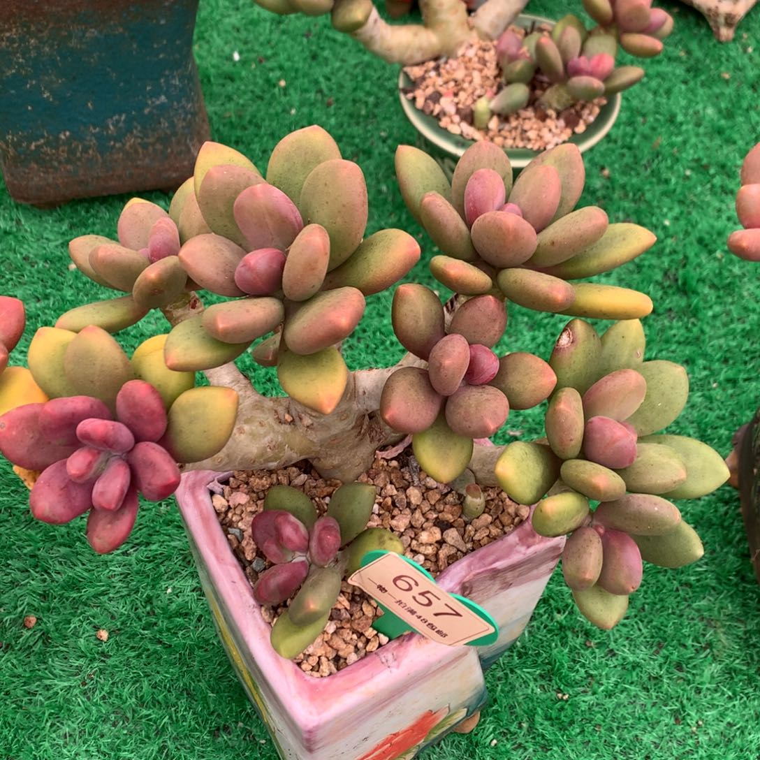 芒果奶老桩无砍657