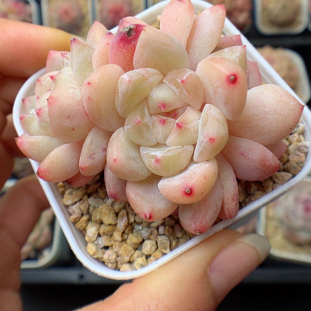 多肉植物。 糖心51