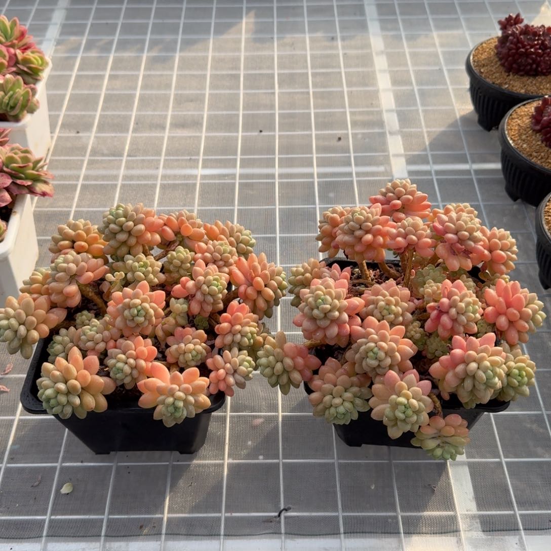 从前慢花园精选鱼子酱大