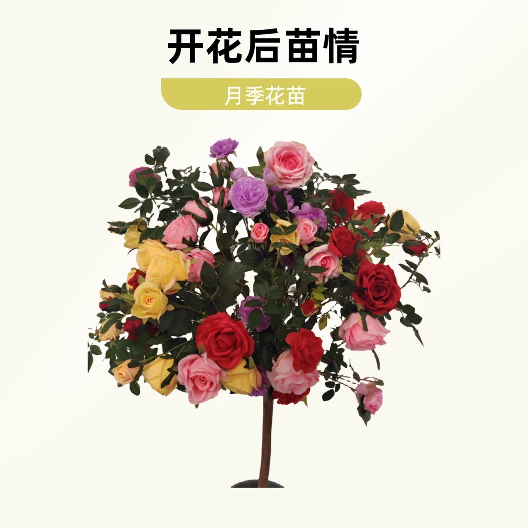 多色棒棒糖树桩月季花苗多季节开花浓香型南北方耐寒庭院阳台种植