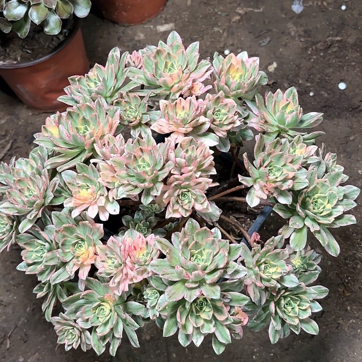 多肉植物法师甜茶23