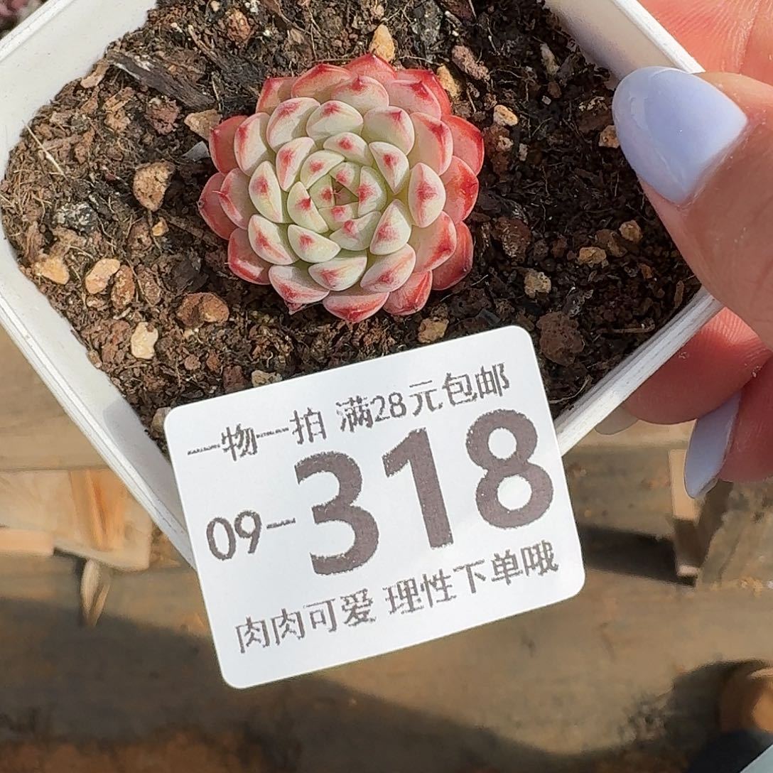 白胖子无盆土发货无盆