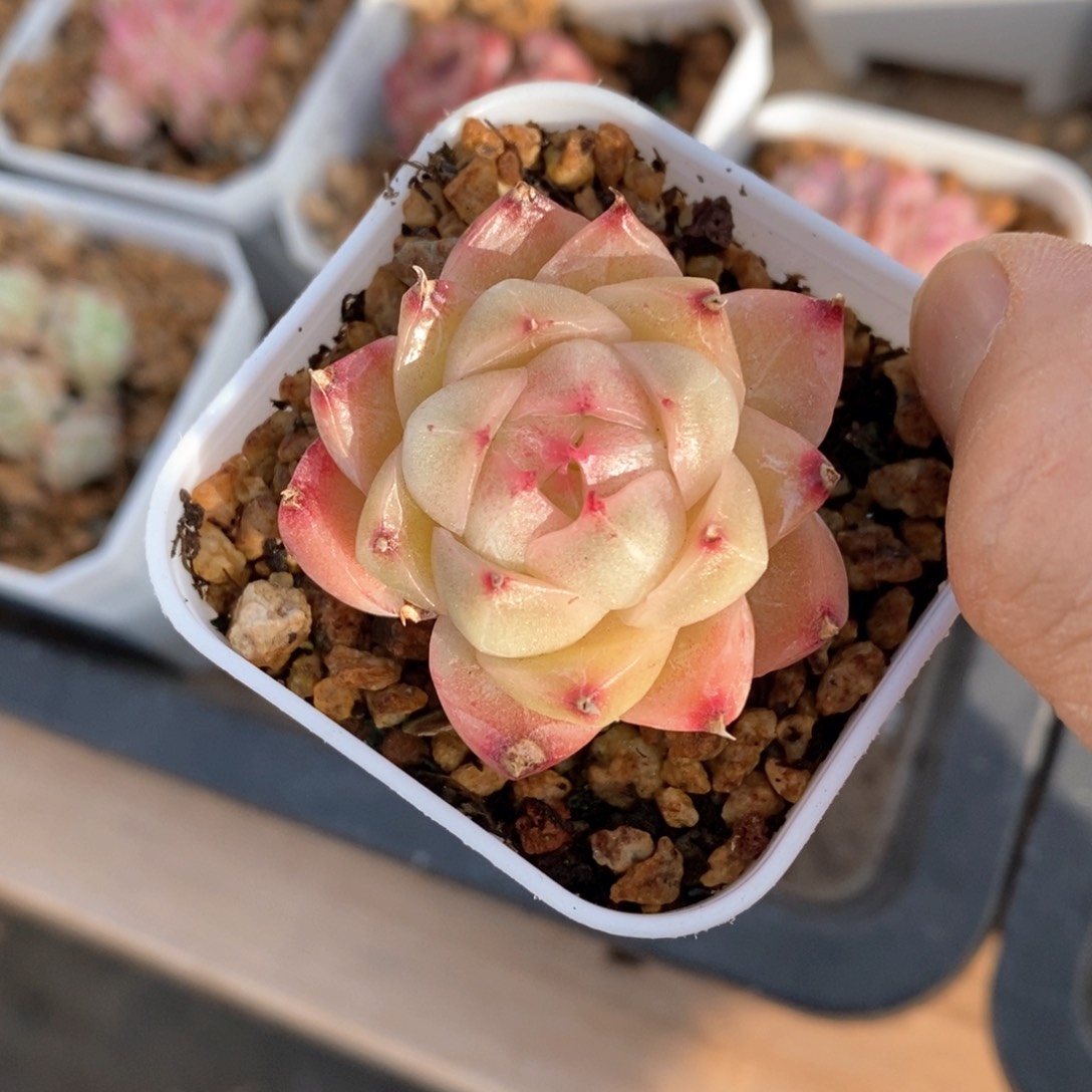 精品多肉一物一拍不包整19