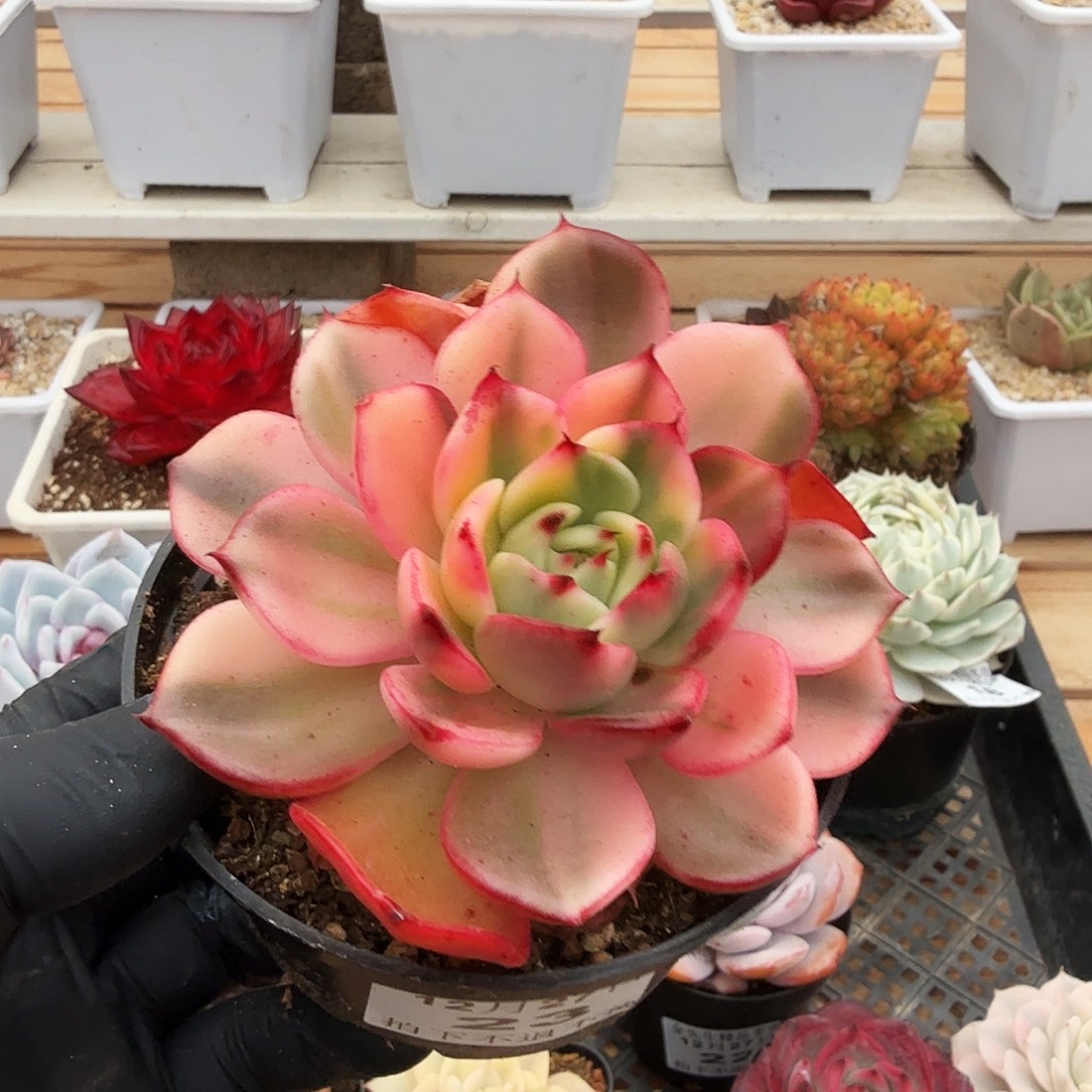 1227-23弗朗明戈锦