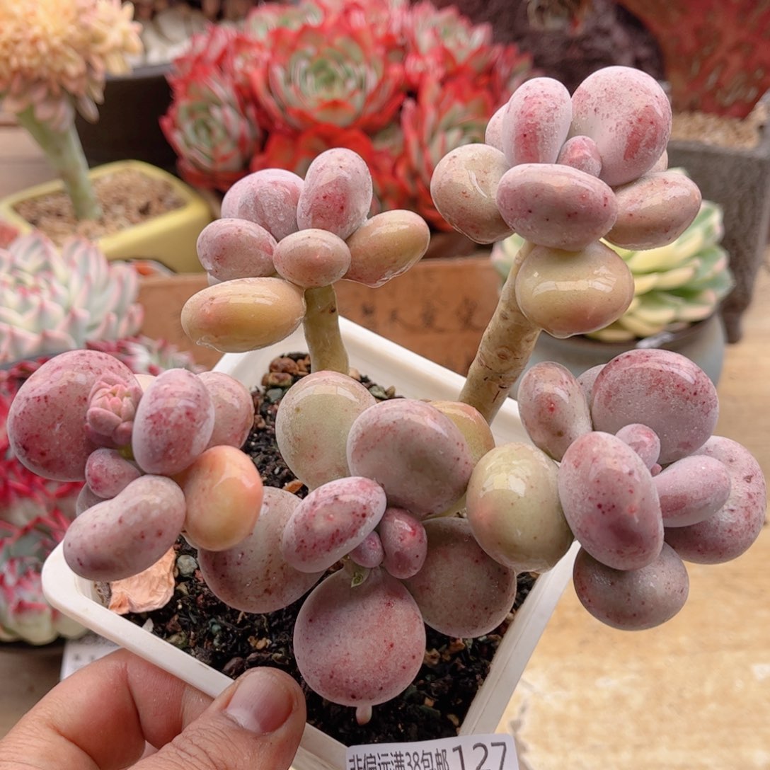 127紫体大叶奶德华多肉