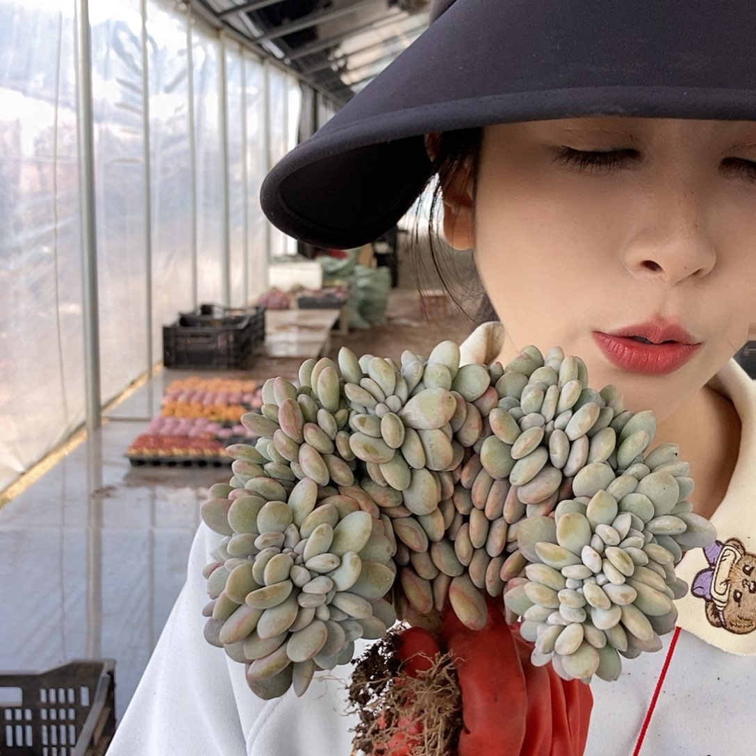 粉兔缀化随机高板