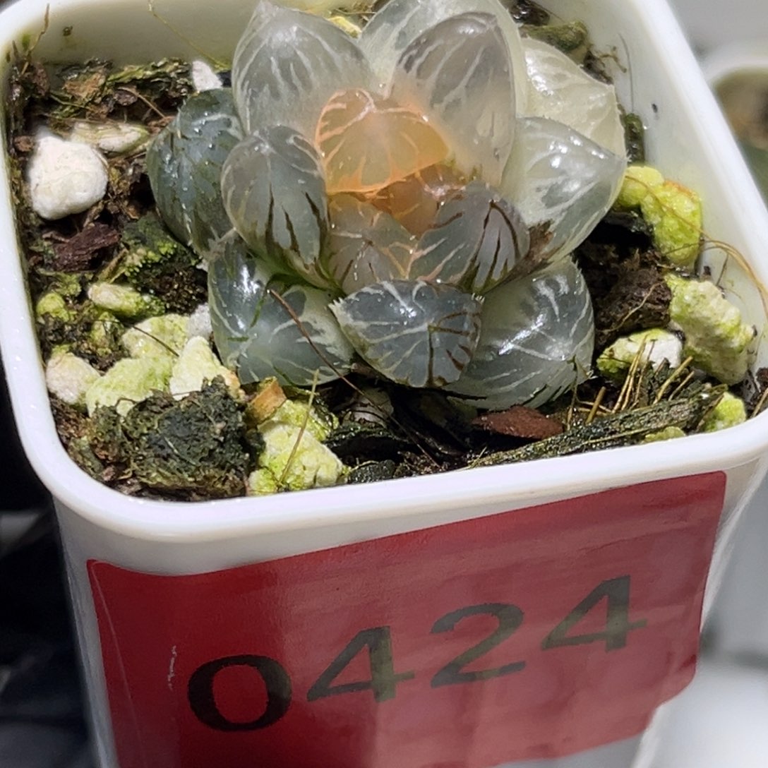 鑫***逸恭喜发财大吉大利0424龙爪