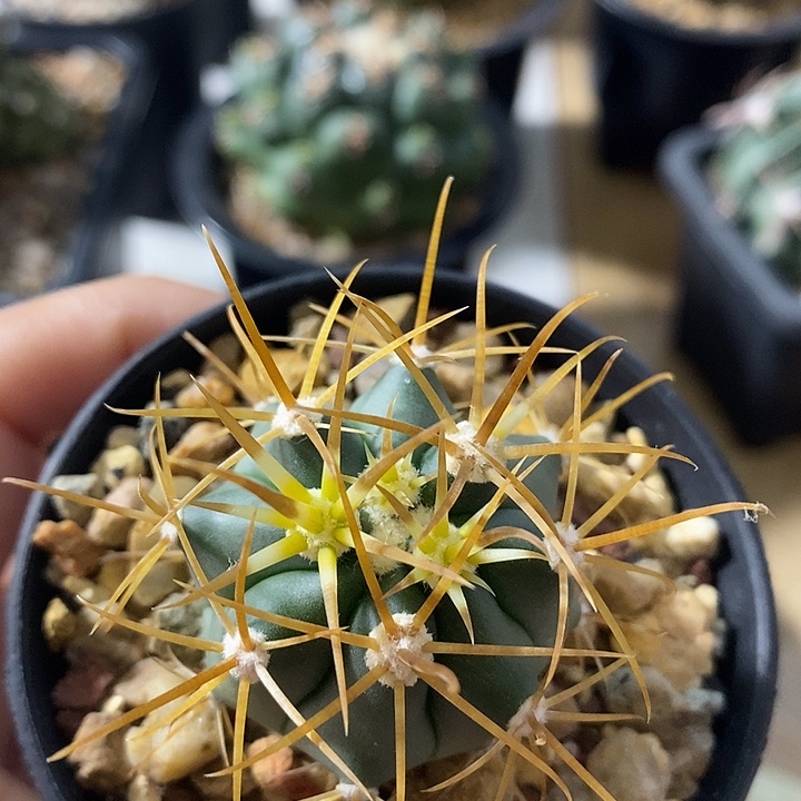 “***”金冠龙仙人球专拍链接999