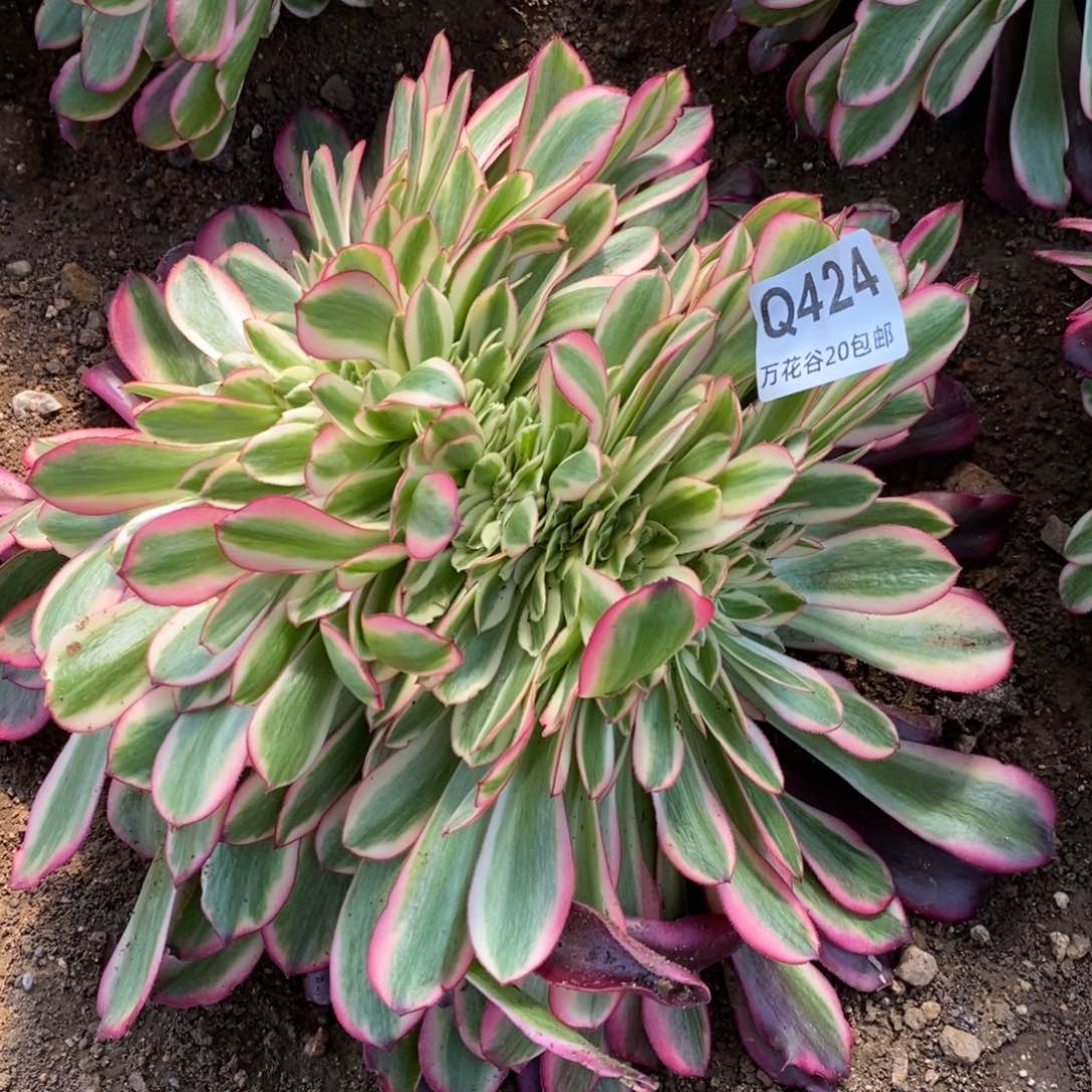 424美杜莎缀多肉植物