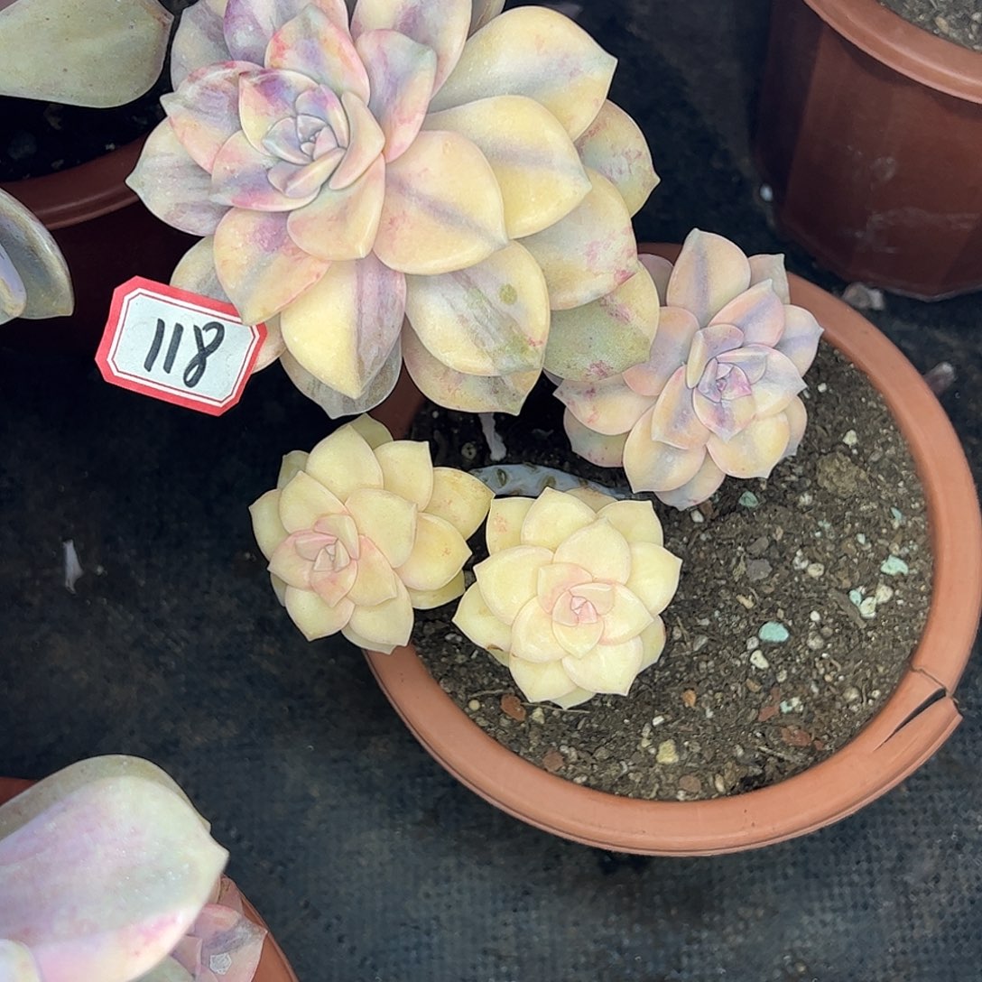 118号紫乐锦，一物一拍