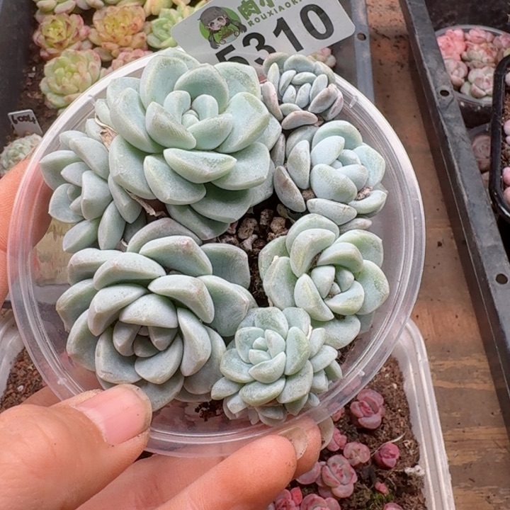 多肉植物多肉植物