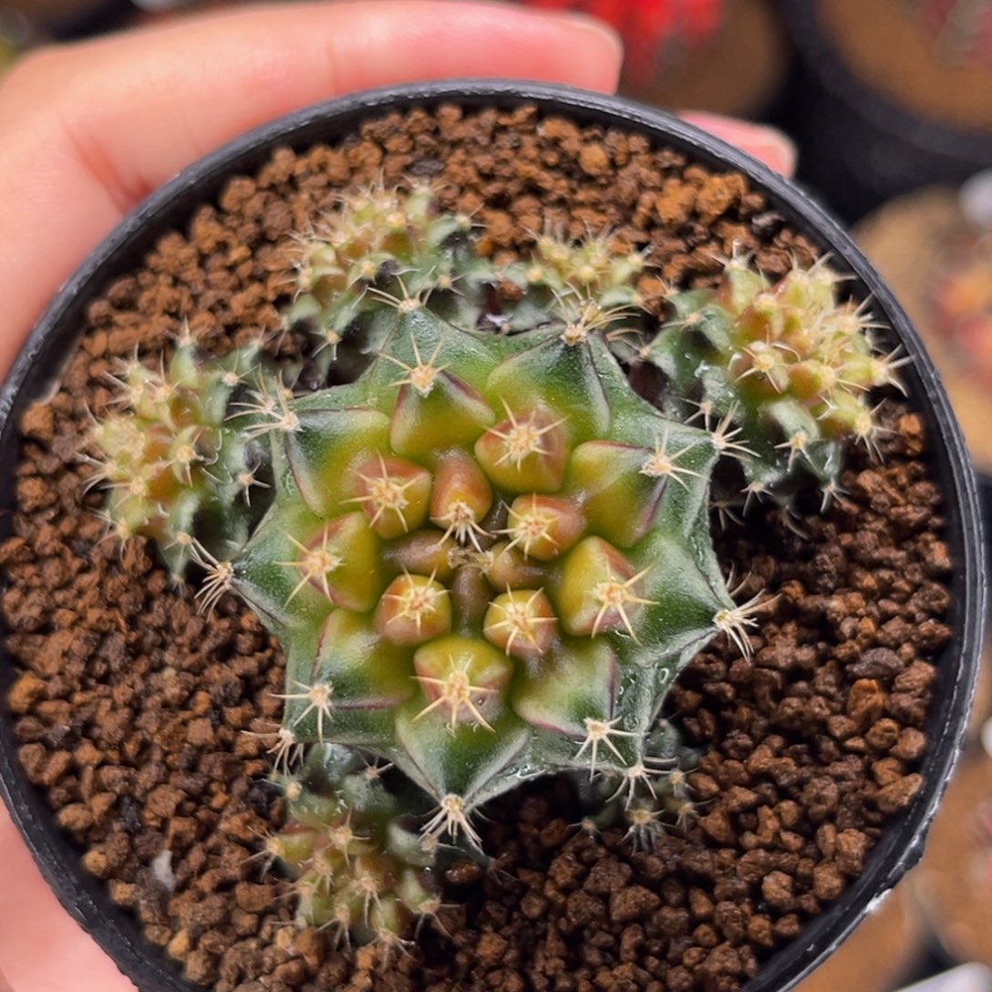 抹茶 米哈仙人球 