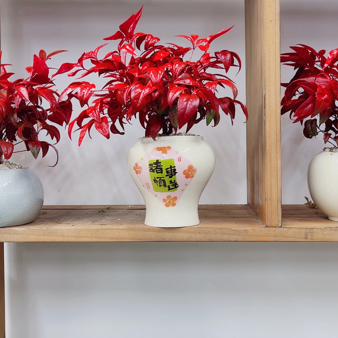 无花朵高端盆景一物一拍
