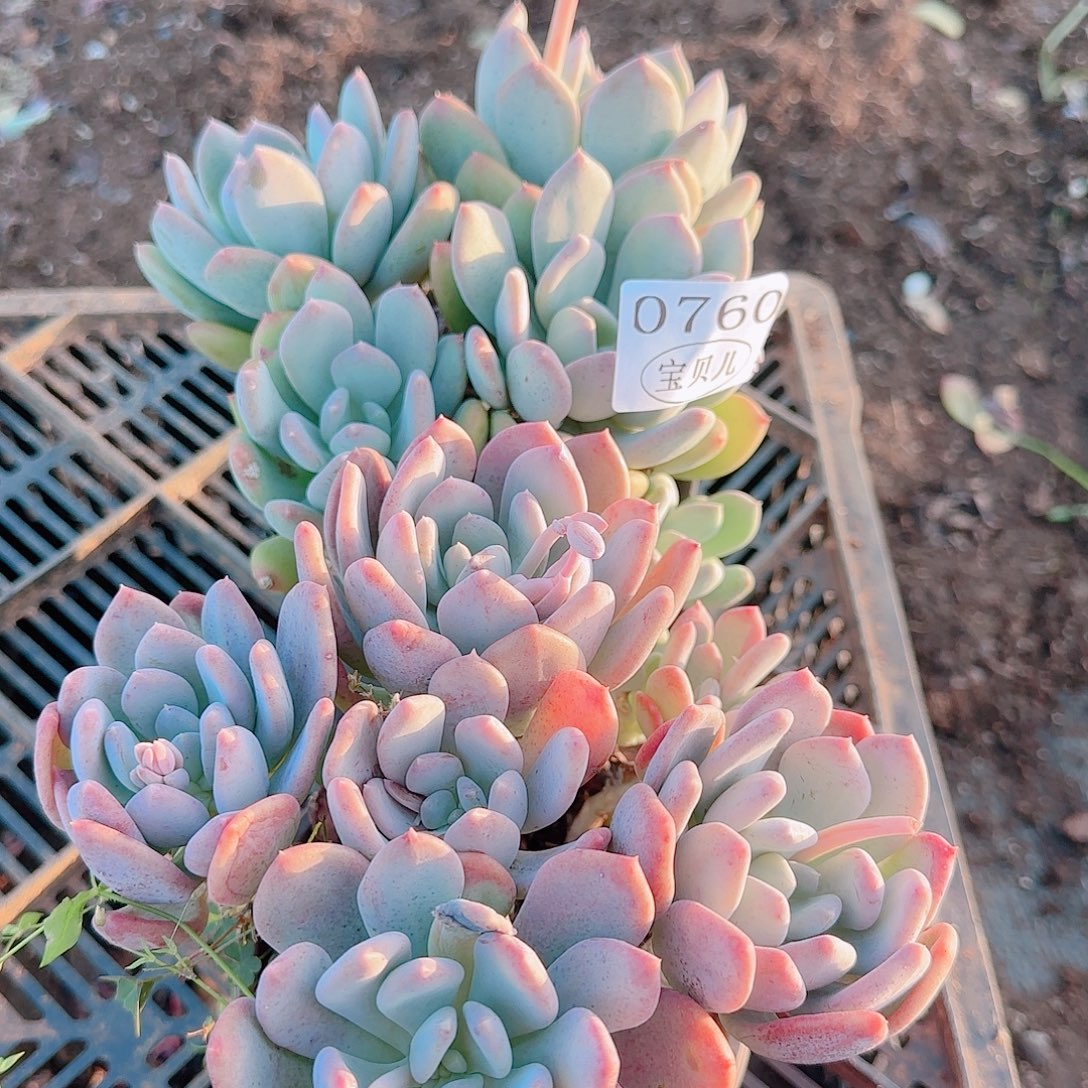 0760号下午我给你们打个