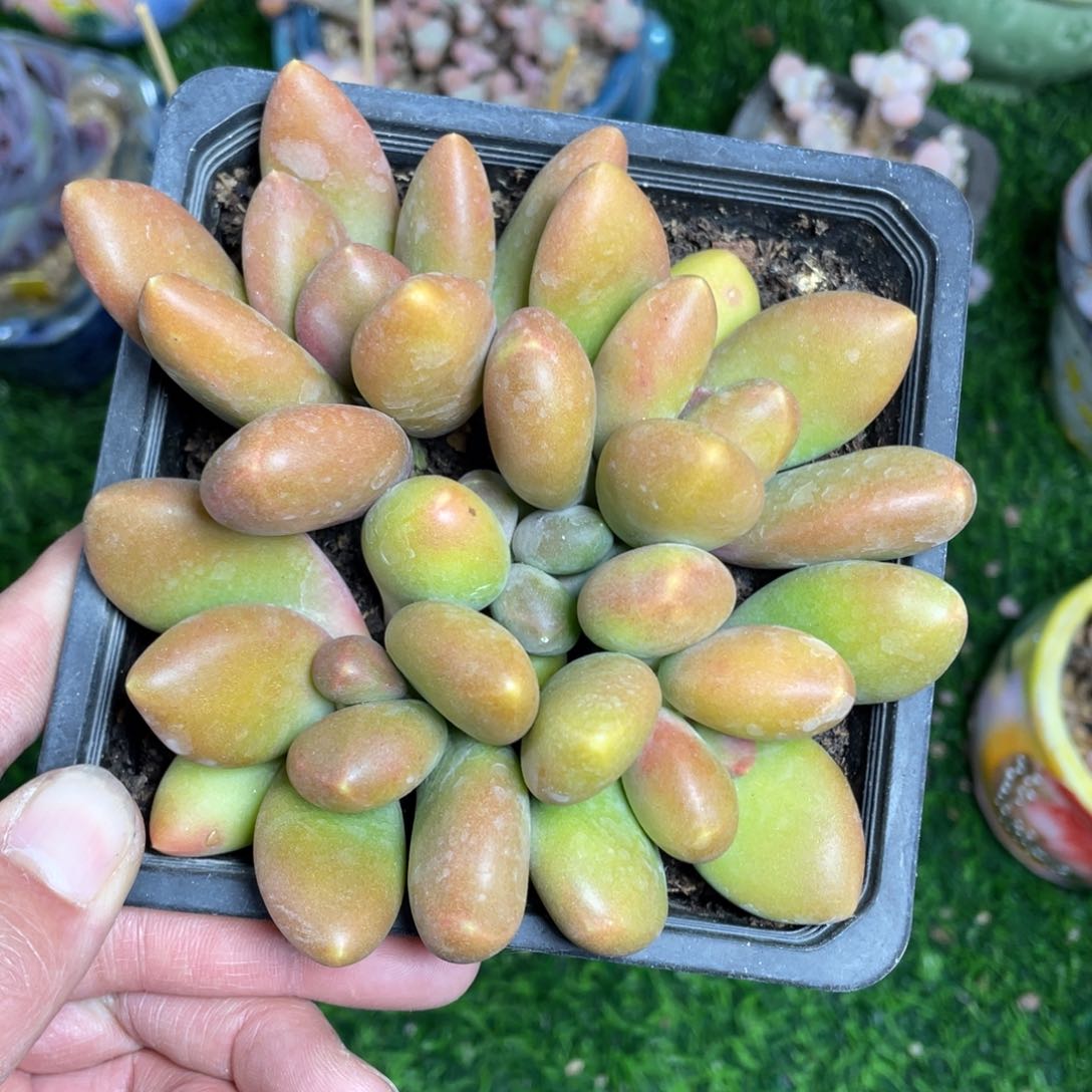 芒果奶4头带崽多肉植物