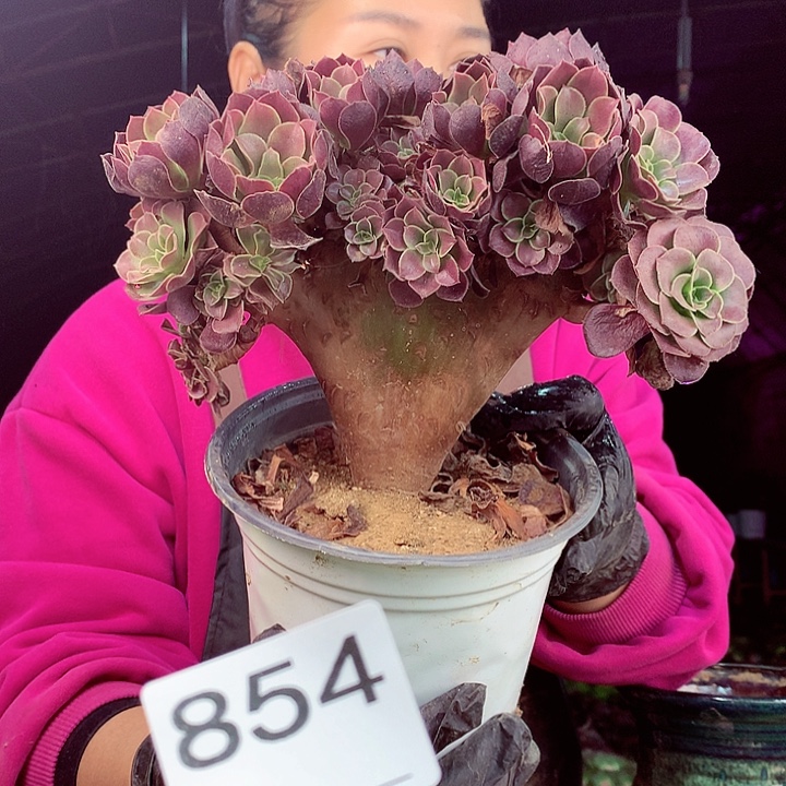 柒柒精品多肉脱土发货不包断侧枝854