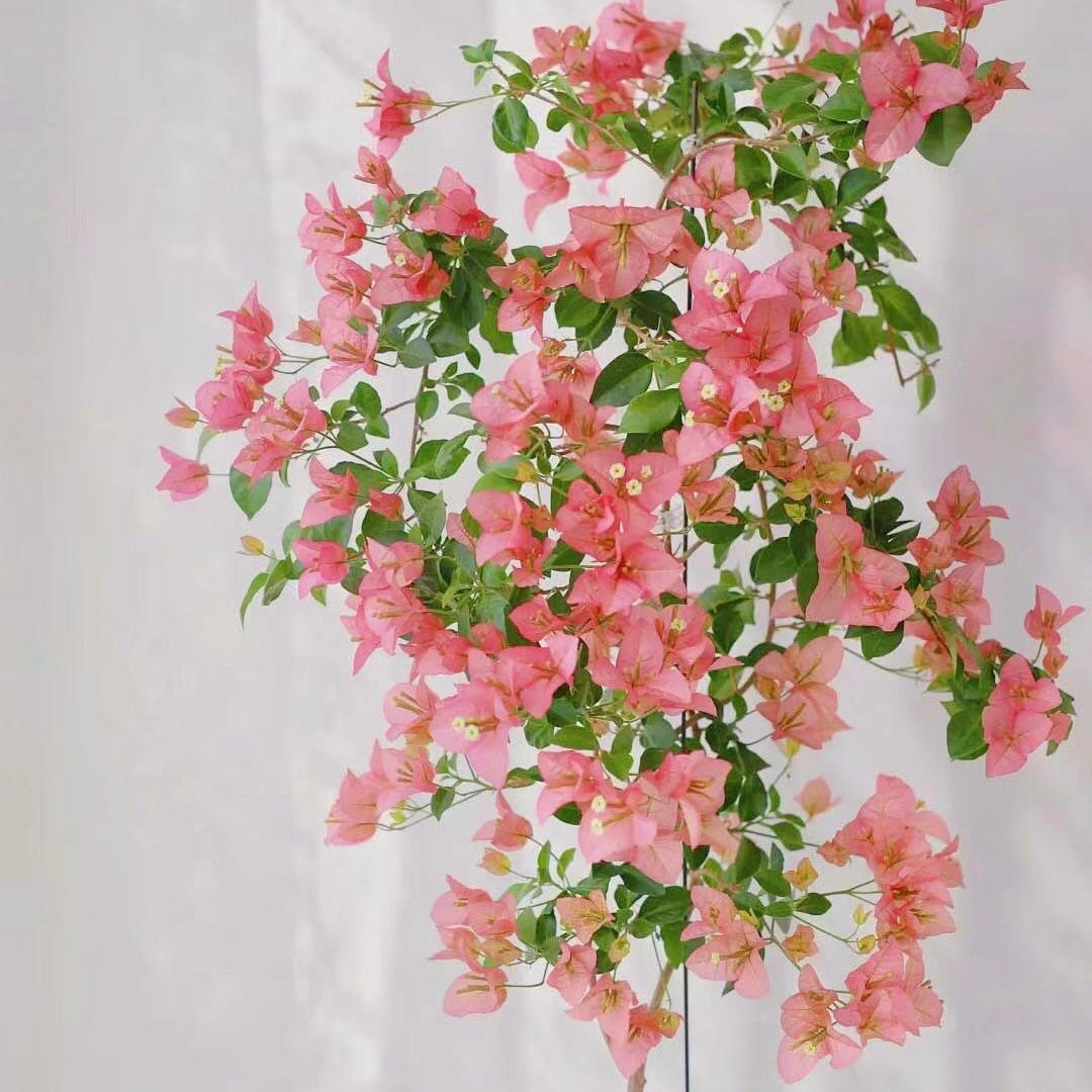 【卡亚塔】勤花品种三角梅好养四季开花原生袋苗