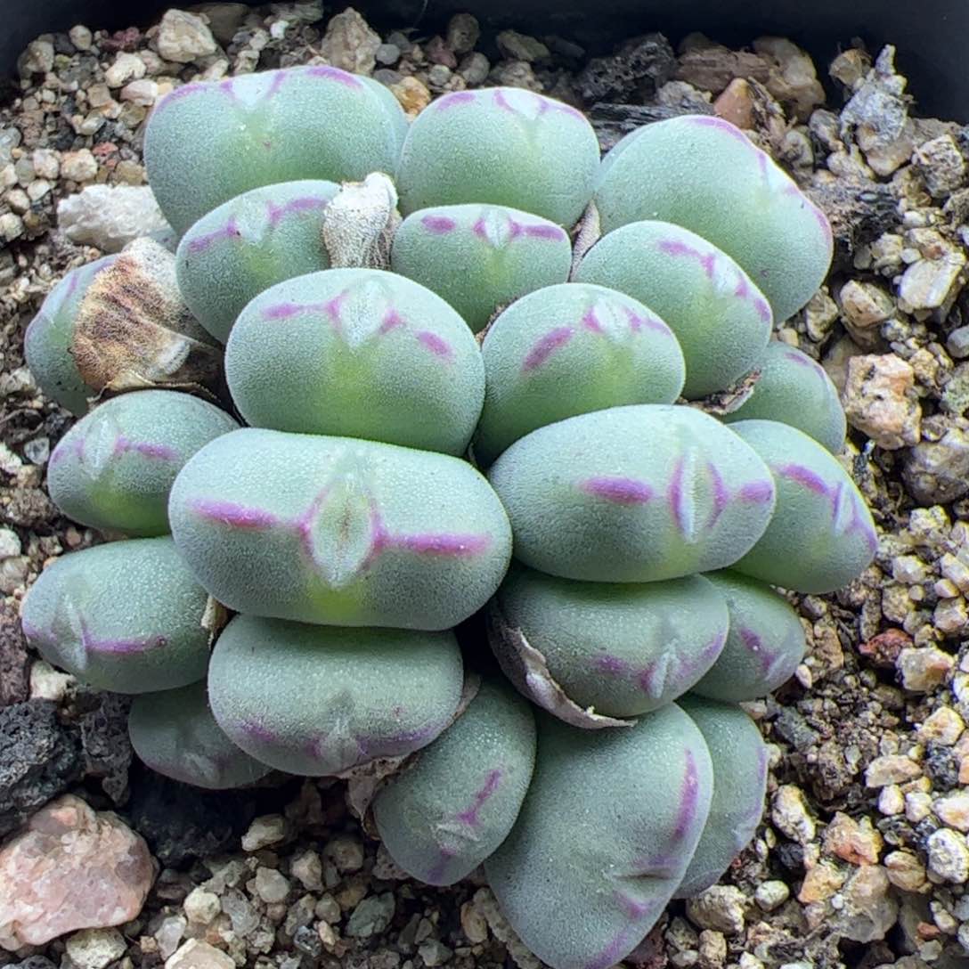 大家过年好22418