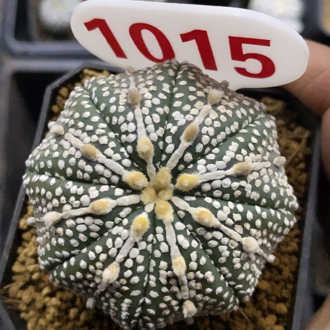 1015奇迹福利特价咯