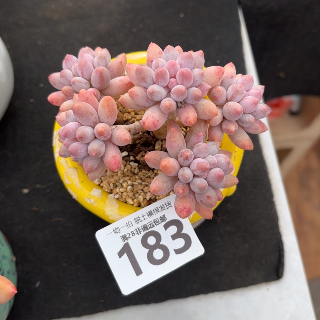 婴儿手指无盆土发货