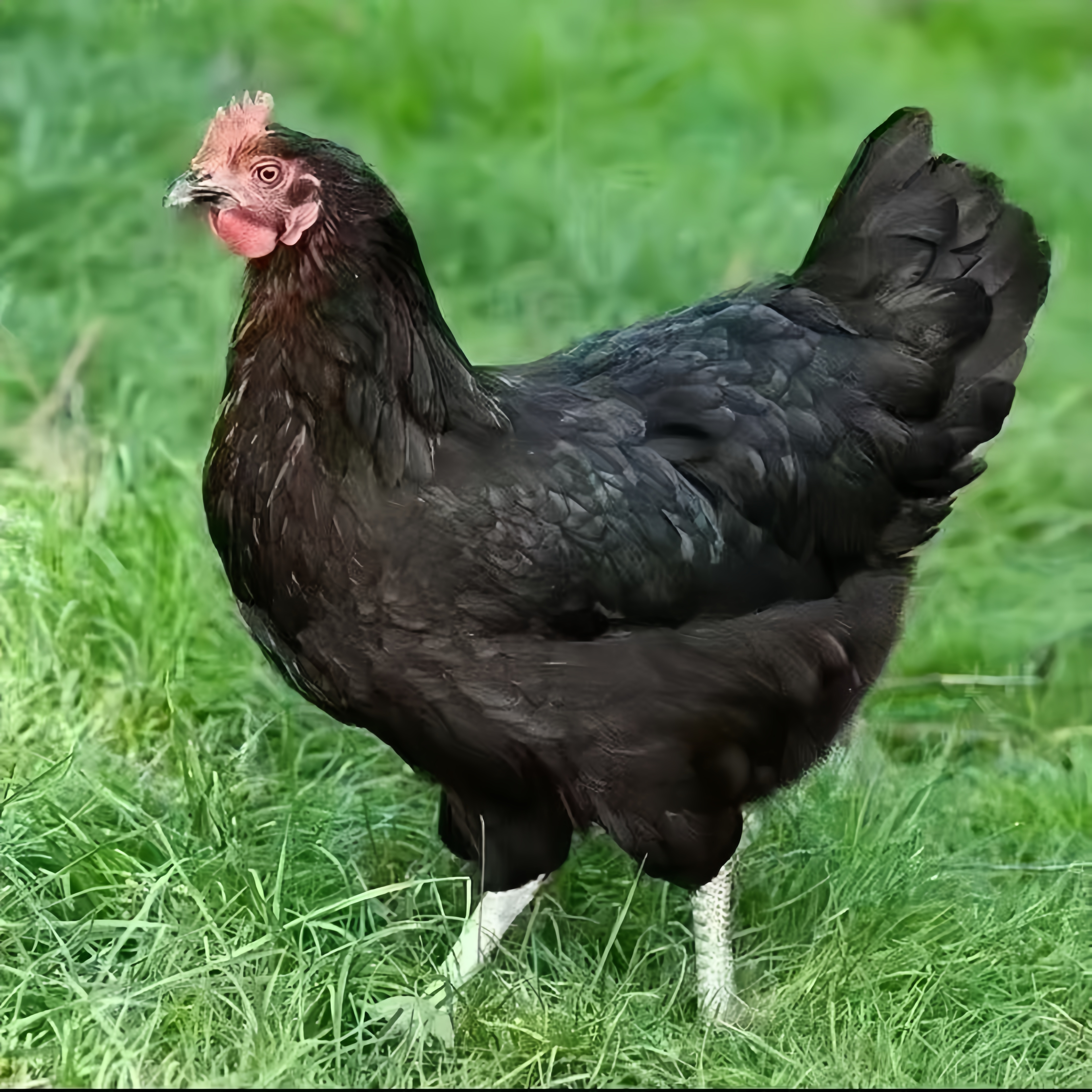 农家散养黑凤鸡发货包邮到手3只单只两斤半