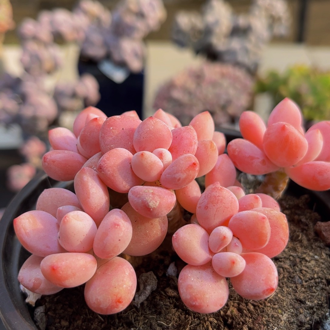 972/8cm樱花洛神多肉