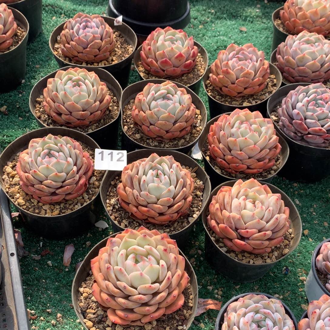 112橙子多肉植物组合