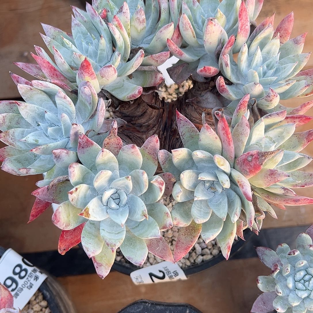 雪山杂一物一拍1281