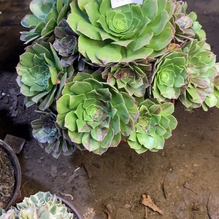 花月夜多肉断头不包2365