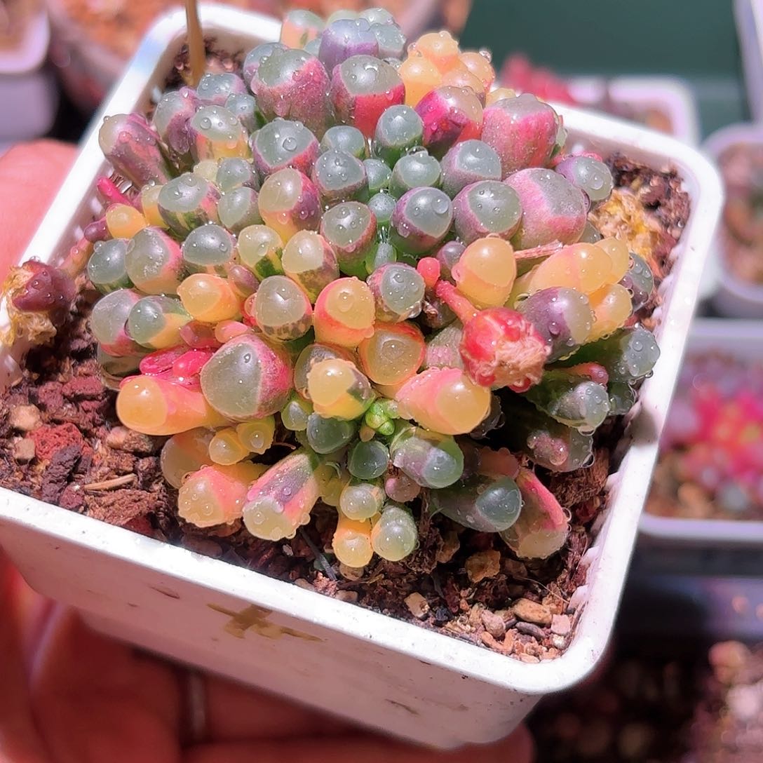 302号五十铃玉锦多肉植物锦一物一拍带盆土发货