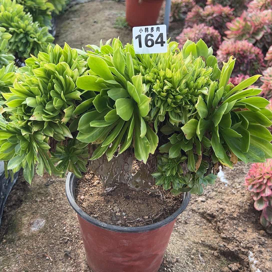 164夜光杯缀化一颗