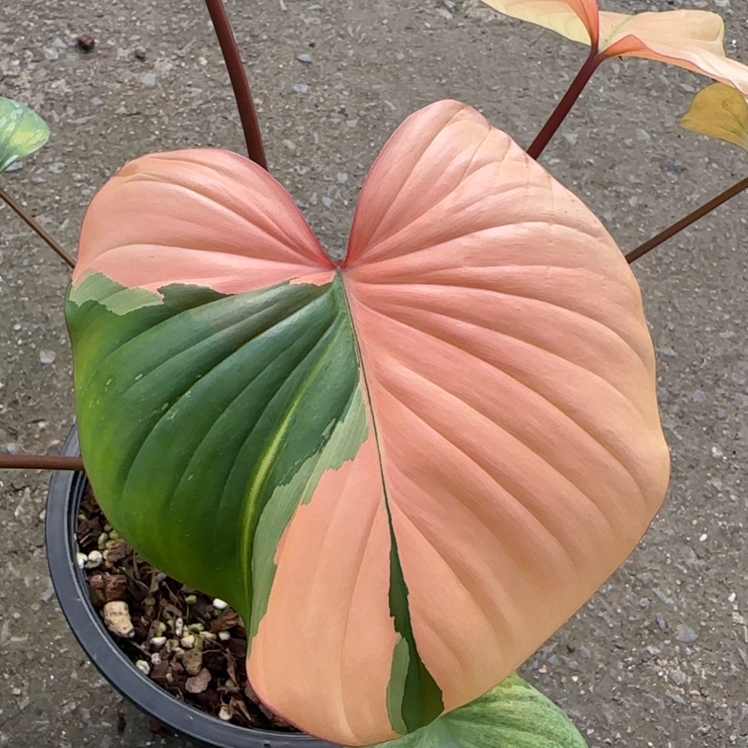 R13-1221薄荷橘锦千年健