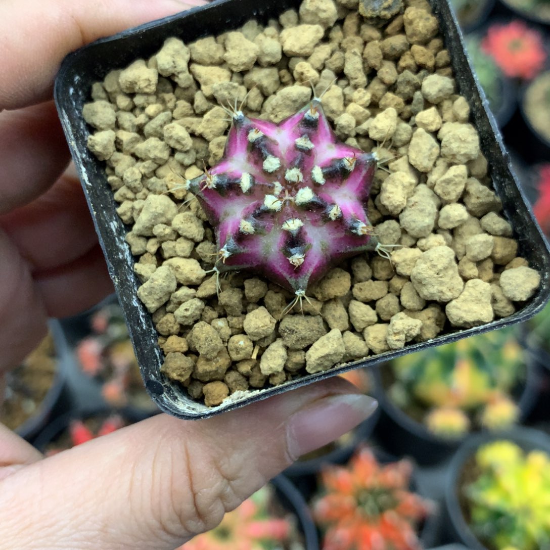 仙人球米哈粉白臀海神