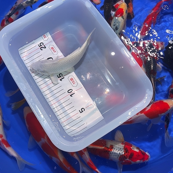 海水鱼锦鲤的繁殖培育