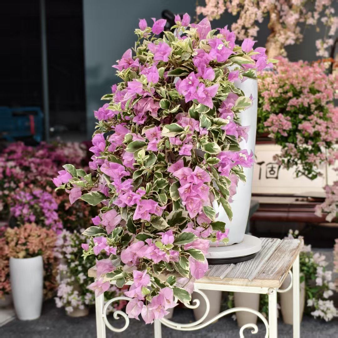 【艺景园海波专用】银边水仙紫瀑布三角梅造型  老桩勤花好养侧飘