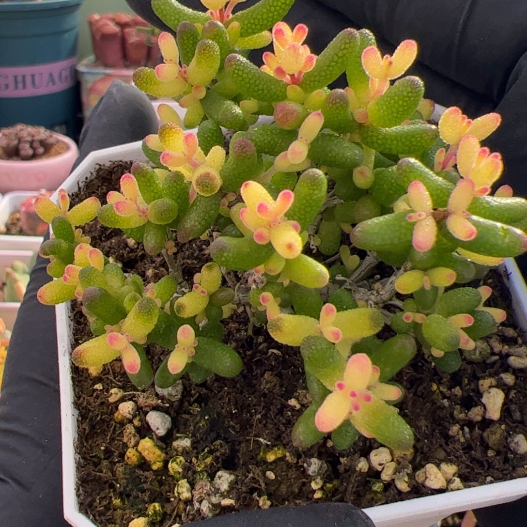 多肉植物枝干假飞机猪