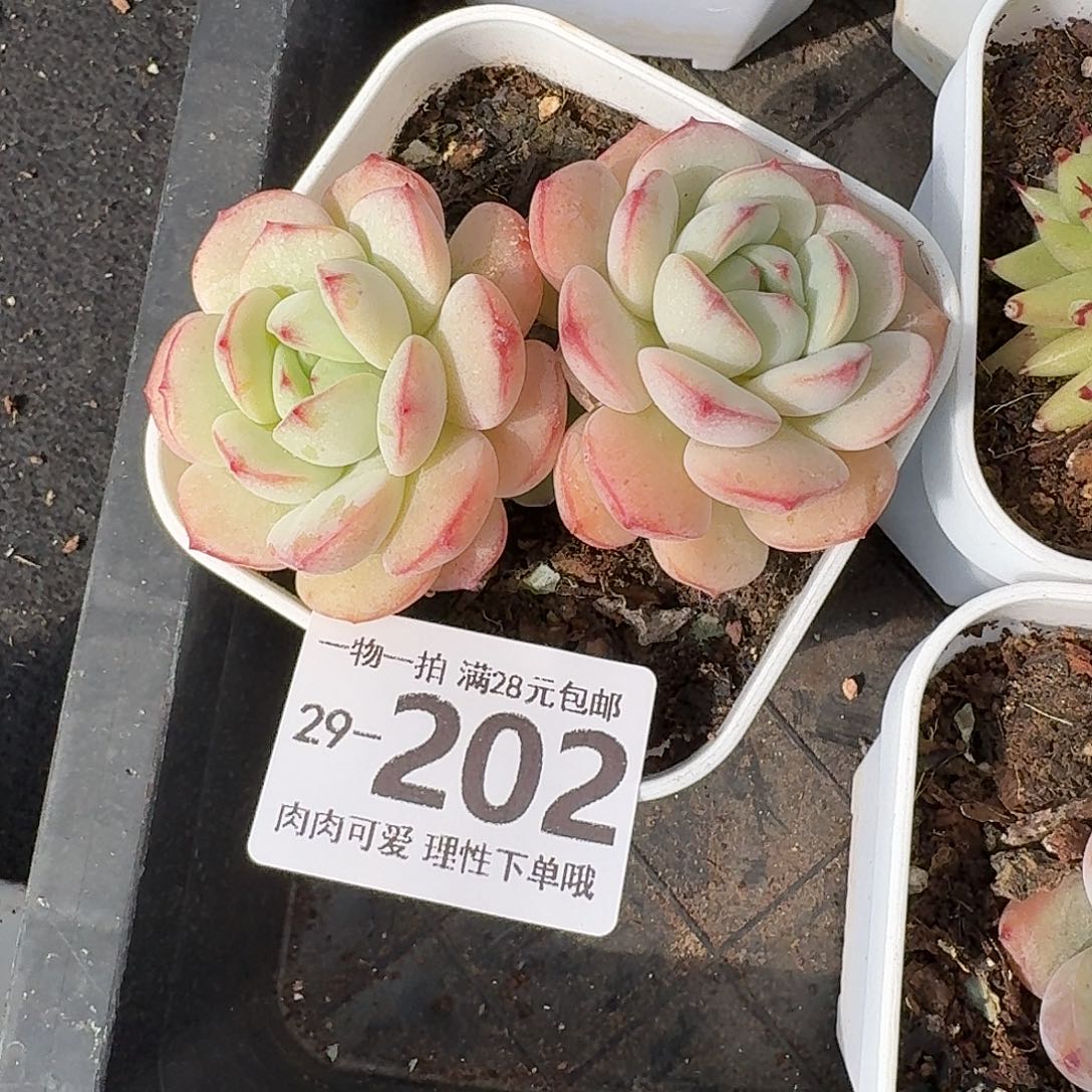 白底香草无盆土发货无