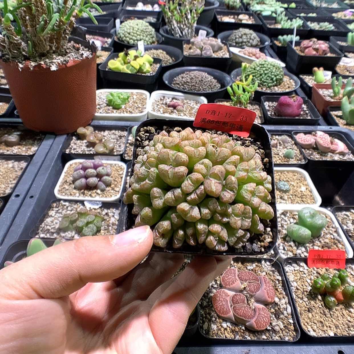 【闪购商品】1-17-33 紫花小t一群特50