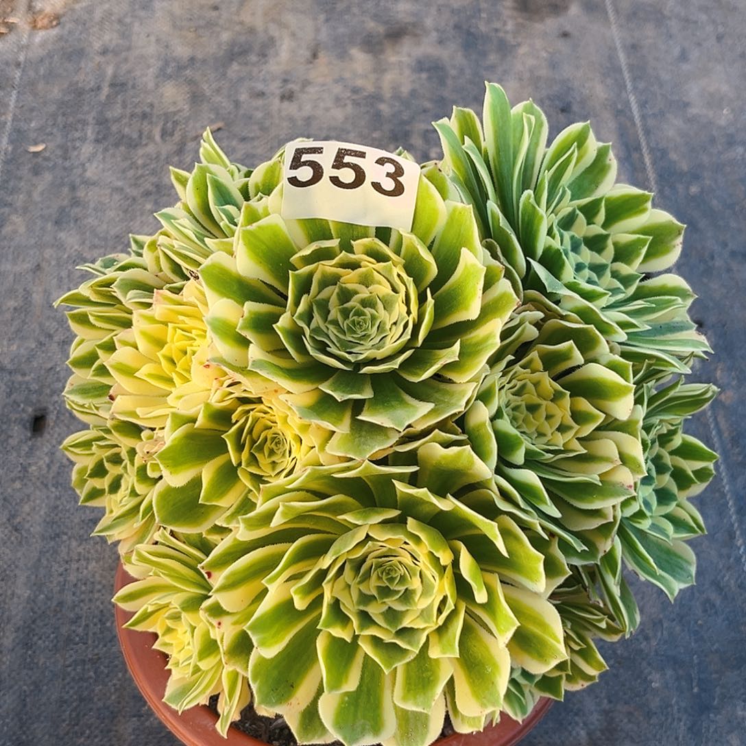 地***空553迈巴赫老桩有段枝福利价