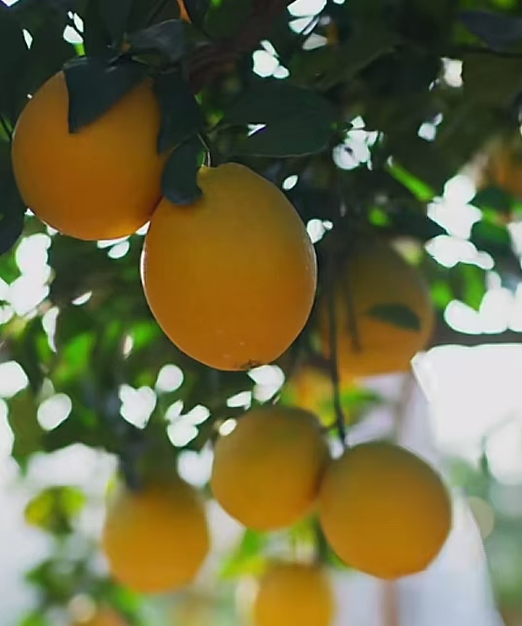 正宗赣南脐橙新鲜水果