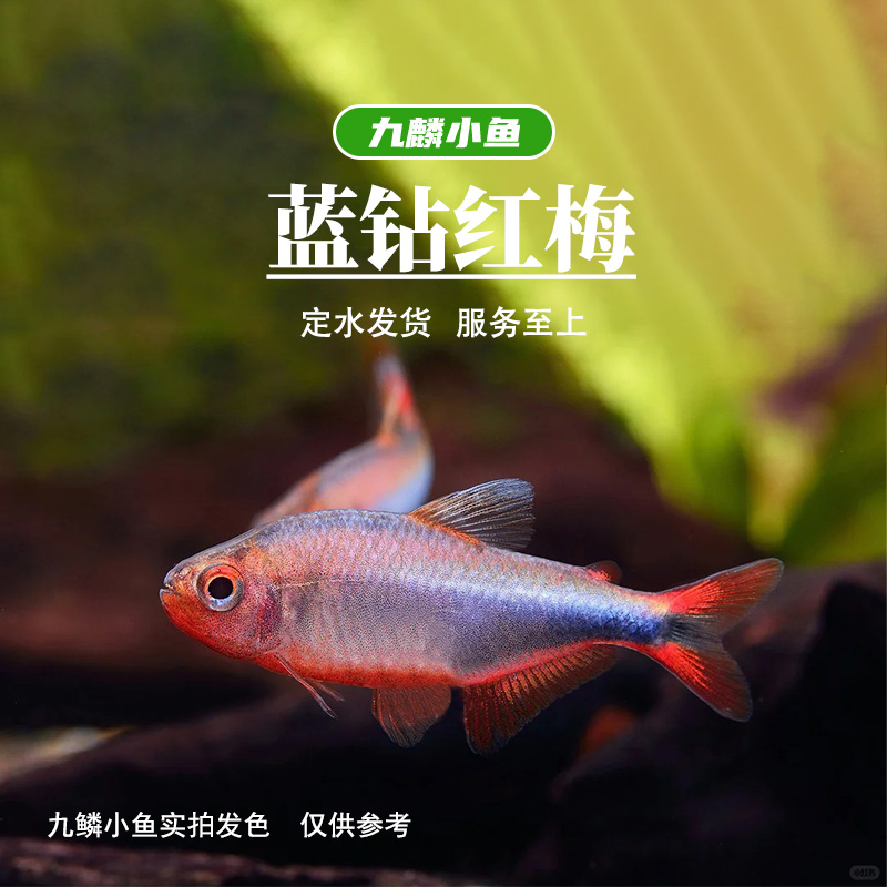 九鳞小鱼 【蓝钻红梅】   满三单发货