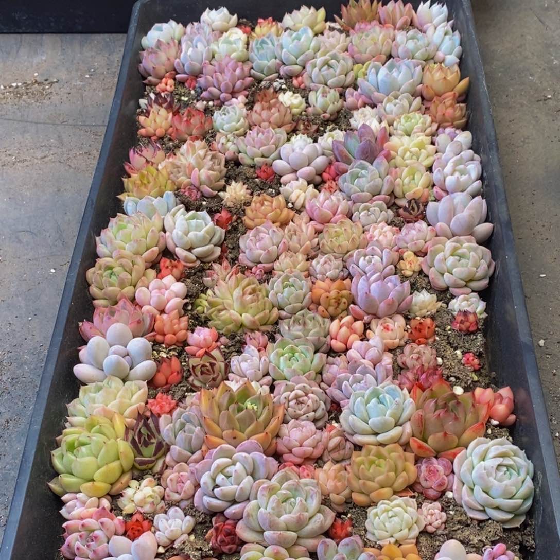 530的人都是这样吗。我